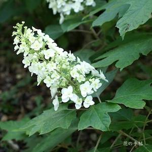 アジサイ　カシワバアジサイ（柏葉紫陽花）｜花の手帖の紫陽花図鑑