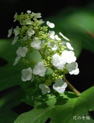 アジサイ　カシワバアジサイ（柏葉紫陽花）｜花の手帖の紫陽花図鑑