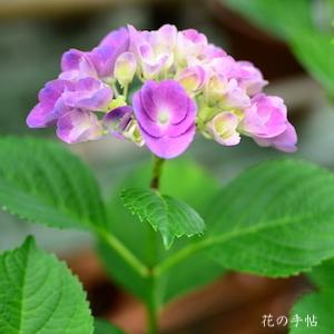 アジサイ　｜花の手帖の紫陽花図鑑