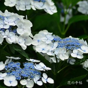 アジサイ　｜花の手帖の紫陽花図鑑