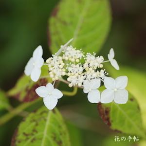アジサイ　｜花の手帖の紫陽花図鑑
