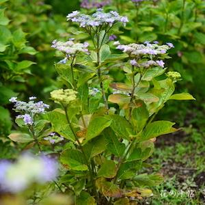 アジサイ　ココノエノサクラ（九重の桜）｜花の手帖の紫陽花図鑑