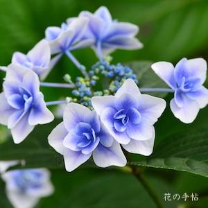 アジサイ　こんぺいとう｜花の手帖の紫陽花図鑑