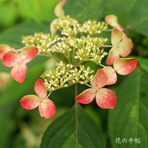 アジサイ　｜花の手帖の紫陽花図鑑