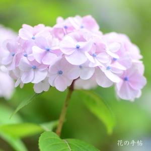 アジサイ　クリシマテマリ（栗島てまり）｜花の手帖の紫陽花図鑑