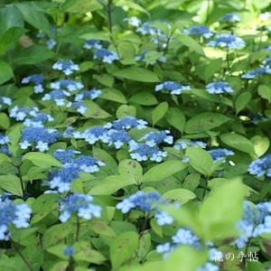 アジサイ　クロヒメ｜花の手帖の紫陽花図鑑