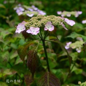 アジサイ　レディエツコ（Lady Etsuko）｜花の手帖のweb紫陽花図鑑
