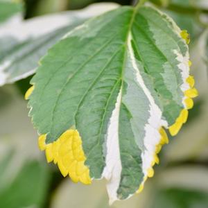 アジサイ　レモンウェーブ（Lemon Wave）｜花の手帖のweb紫陽花図鑑