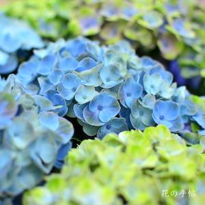 アジサイ　マジカル コーラル（Magical Coral）｜花の手帖の紫陽花図鑑