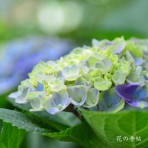 アジサイ　マジカル コーラル（Magical Coral）｜花の手帖の紫陽花図鑑