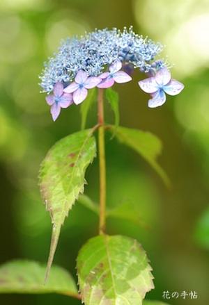 アジサイ　｜花の手帖の紫陽花図鑑