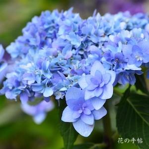 アジサイ　マイクジャク（舞孔雀）｜花の手帖の紫陽花図鑑