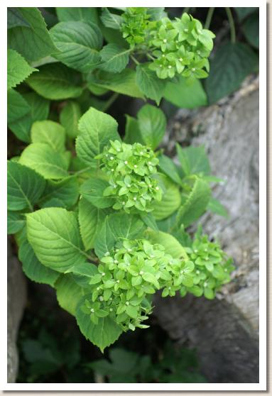 アジサイ　ミドリヤマアジサイ｜花の手帖のweb紫陽花図鑑