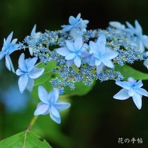 アジサイ　ミカタヤエ｜花の手帖の紫陽花図鑑