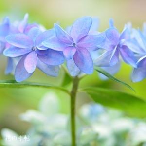 アジサイ　ミカタヤエ｜花の手帖の紫陽花図鑑