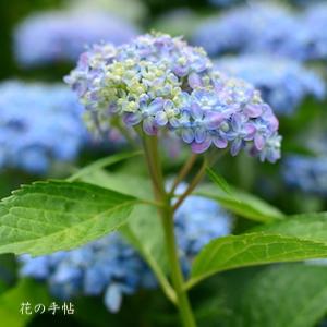 アジサイ　ミカワチドリ（三河千鳥）｜花の手帖の紫陽花図鑑