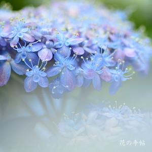 アジサイ　ミカワチドリ（三河千鳥）｜花の手帖の紫陽花図鑑