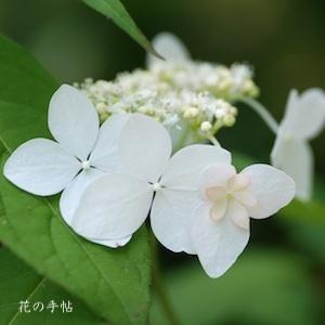 アジサイ　ミクルマガエシ｜花の手帖の紫陽花図鑑