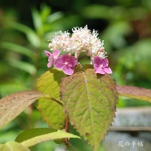 アジサイ　モモイロヤマアジサイ（桃色山紫陽花）｜花の手帖のweb紫陽花図鑑