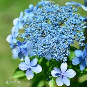 アジサイ　モリノイズミ（森の泉）｜花の手帖のweb紫陽花図鑑