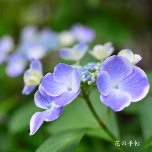 アジサイ　ムラサキシキブ（紫式部）｜花の手帖のweb紫陽花図鑑