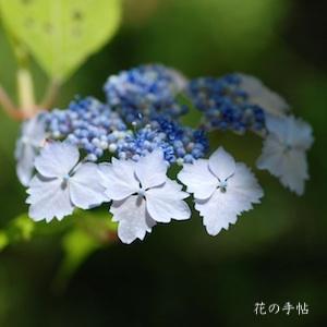 アジサイ　トサノリョクフウ（土佐の緑風）｜花の手帖の紫陽花図鑑