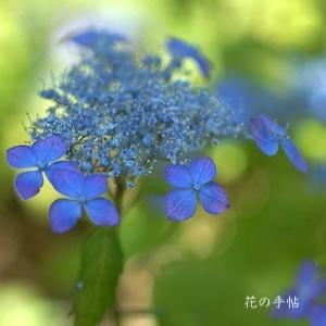 アジサイ　ニジ（虹）｜花の手帖の紫陽花図鑑