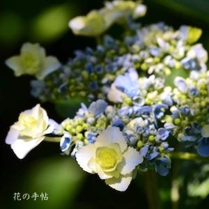 アジサイ　おはよう｜花の手帖の紫陽花図鑑