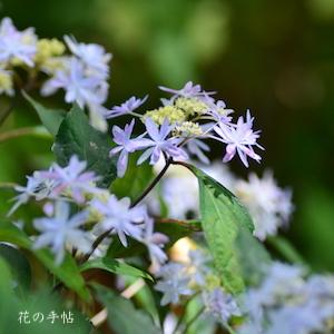 アジサイ　オトメノマイ｜花の手帖の紫陽花図鑑