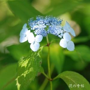 アジサイ　オウカン｜花の手帖のweb紫陽花図鑑