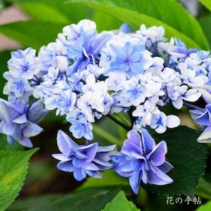 アジサイ　ピーターパン｜花の手帖の紫陽花図鑑
