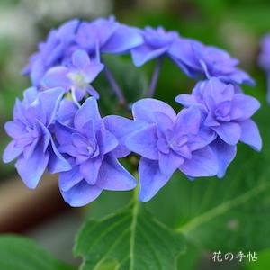 アジサイ　ピーターパン｜花の手帖の紫陽花図鑑
