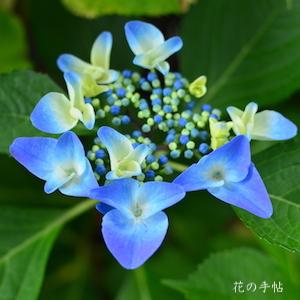 アジサイ　プファウ（Pfau）｜花の手帖の紫陽花図鑑