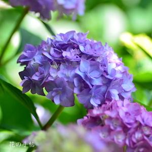 アジサイ ポージー ブーケ エヴィータ（Posy Bouquet Evita）｜花の手帖の紫陽花図鑑