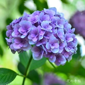 アジサイ　ポージー ブーケ メアリー（Posy Bouquet Mary）｜花の手帖の紫陽花図鑑