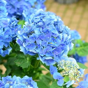 アジサイ　ライデン（雷電）｜花の手帖のweb紫陽花図鑑