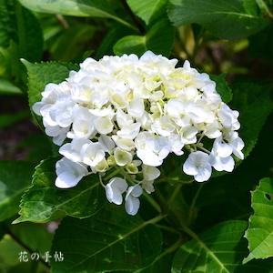 アジサイ　レグラ（Regular）｜花の手帖のweb紫陽花図鑑