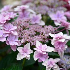 アジサイ　リンカ（凛花）｜花の手帖のweb紫陽花図鑑