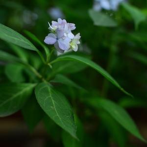 アジサイ　ロッコウヤエテマリ（六甲八重てまり）｜花の手帖のweb紫陽花図鑑