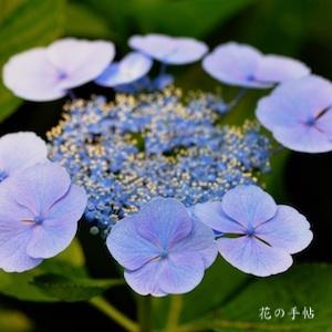 アジサイ　ロイヤルブルー（Royal Blue）｜花の手帖のweb紫陽花図鑑