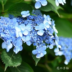 アジサイ　ルリノカツラ（瑠璃の桂）｜花の手帖のweb紫陽花図鑑