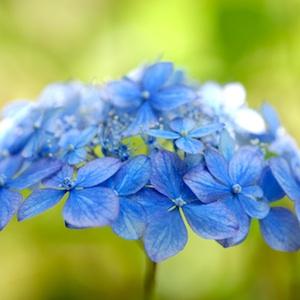 アジサイ　ルリミヒメ（瑠璃美姫）｜花の手帖のweb紫陽花図鑑