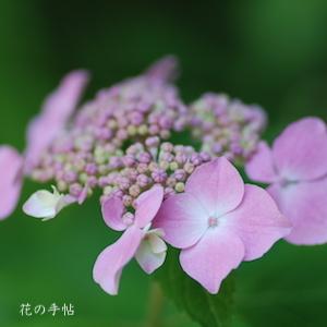 アジサイ　サハシノソウ（佐橋の荘）｜花の手帖の紫陽花図鑑