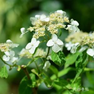 アジサイ　ササノマイ（笹の舞）｜花の手帖の紫陽花図鑑