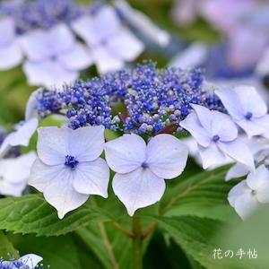 アジサイ　｜花の手帖の紫陽花図鑑