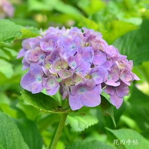 アジサイ　センセーション｜花の手帖の紫陽花図鑑