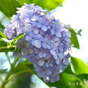 アジサイ　｜花の手帖の紫陽花図鑑