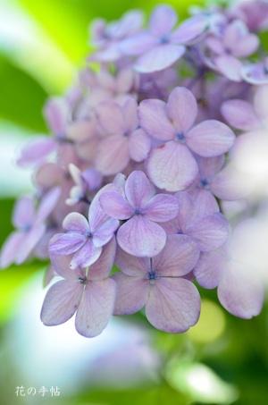 アジサイ　｜花の手帖の紫陽花図鑑