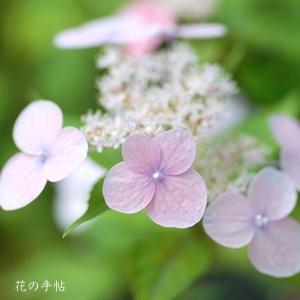 アジサイ　｜花の手帖の紫陽花図鑑