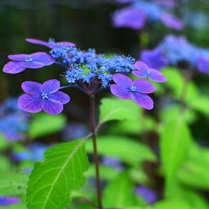 アジサイ　 シコウバイ（紫紅梅）｜花の手帖の紫陽花図鑑